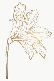 Detailed Golden Leaves Transparent Pg Premium Image By Rawpixel Com Nunny In 2020 Line Art Flowers Flower Drawing Flower Outline