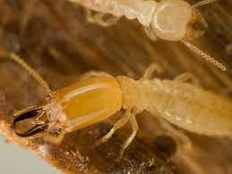 Click your state to see pest control companies in your area. Pest Control Atlanta Termite Cockroach Control In Marietta Carrollton Peachtree City Forest Park Georgia