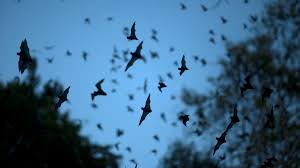 Check spelling or type a new query. Bat Sounds What Noise Do Bats Make