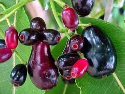 Esta Fruta E Capaz De Destruir 90 Das Celulas Cancerosas Jardim De Frutas Jambolao Ervas Curativas