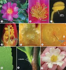 Image result for Apocynaceae subfamilies Asclepiadoideae and Secamonoideae