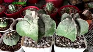 Definition of cactus in the idioms dictionary. Prices Of Cactus And Succulents In Metro Manila From Ordinary To Rare Collectors Item Youtube