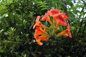 So, i'm going to call it an herb today. Give Bees Some Love By Growing These Plants In Your Garden Loop Jamaica