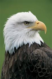 Birds Kus Bald Eagle Animals Pet Birds