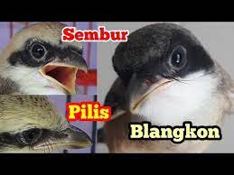 Cara Membedakan Cendet Anakan Blangkon Sembur Dan Pilis Youtube