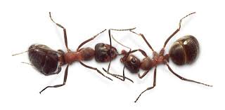 They'll enjoy learning how insects protect themselves and. Insects For Kids How Many Legs Insects Have Dk Find Out