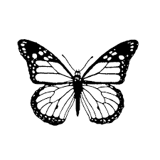 Monarch Butterfly 1648d Butterfly Drawing Butterfly Outline Monarch Butterflies Art