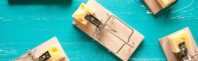 From a reputable pest control company like pestico. How To Get Rid Of Rats Updated For 2021