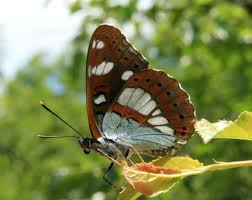 White admirals tend to shy away from sunny areas, preferring. Southern White Admiral Limenitis Reducta Identification Guide