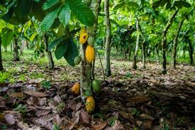 Homes on the market during the pandemic have been selling at prices that have surprised cba's economists. Cocoa Surplus And Pandemic Conditions See Sector Concerns As Market Prices Fall Confectionery Production