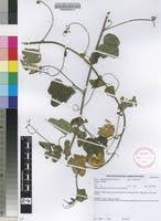 Image result for Adenia gummifera