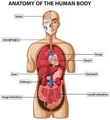 Diagram Showing Anatomy Of Human Body With Names Stock