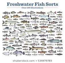Type Freshwater Fish Stock Illustrations Images Vectors