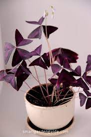 Oxalis Triangularis Care Also Known As Purple Shamrock Or False Shamrock How To Grow And Care For Oxalis Tria Purple Shamrock House Plant Care Shamrock Plant