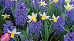 Maybe you would like to learn more about one of these? How To Plant Spring Flowering Bulbs Grass Pad