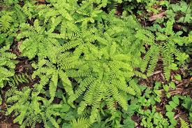 Image result for Parkeriaceae