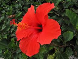 Image result for Hibiscus rhabdotospermus