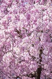 It will produce no fruit and is grown mainly for its weeping habit. Complete Guide To Weeping Cherry Tree How To Grow Care For Them