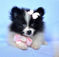 Black And White Pomeranian Puppy For Sale Pin On Pretty