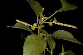 Image result for Acalypha fruticosa