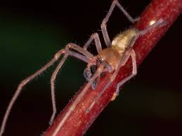 Image result for yellow sac spider bite skin