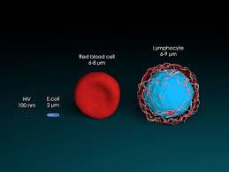 A bacterial cell and just to get a sense of scale the width of this pill is around one micrometer so this is approximately one micrometer which is the same thing as one millionth of a meter or you can think of it as one thousandth of a millimeter whatever helps you. Prokaryotic Cell Definition Examples Structure Biology Dictionary