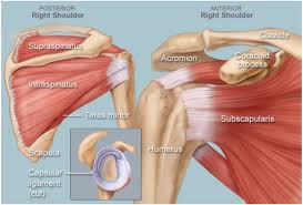 Two joints are at the shoulder. Shoulder Anatomy