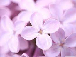 Purple Photo Lilac Flower Lilac Flowers Beautiful Flowers Spring Flowers Wallpaper