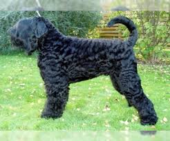 He comes with papers, shots, and health guarantees. Black Russian Terrier Puppies For Sale Near Staten Island New York Usa Page 1 10 Per Page Puppyfinder Com