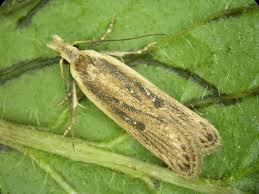 Image result for Nothris verbascella