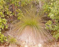 Image result for Schoenus