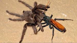 Whhen A Tarantula Meets Its Worst Predator A Tarantula Hawk Youtube