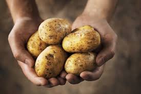 Die kartoffeln aus der eigenen ernte schmecken meist am besten. Kartoffeln Pflanzen Kartoffeln Setzen Umfassender Kartoffel Ratgeber