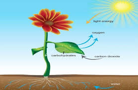 Plants Need Co2 Photosynthesis Photosynthesis Lessons Photosynthesis And Cellular Respiration