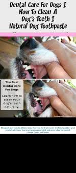 How can i clean my dog's teeth naturally? The Best Dental Care For Dogs Learn How To Clean Your Dog S Teeth Naturally He Dog Teeth Dog Toothpaste Teeth