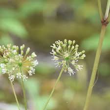 May 29, 2021 · time in the chatscape. What Bush Like Plant Has Delicate Round Globes Of Tiny White Flowers Growing Underneath The Leaves Natural Crooks Ramblings