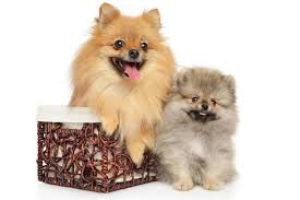 However, usually you will see the price is about $1,000 and $3,000. The Pomeranian Cost Guide With Free Calculator Petbudget Pet Costs Saving Tips