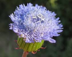 Image result for Crassocephalum rubens