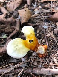 Image result for Ganoderma curtisii