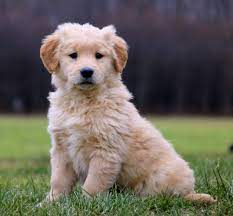 Developed in the 1860's, this breed is still one of the most popular breeds to have as a family pet. Golden Retriever Puppies For Sale Greenfield Puppies