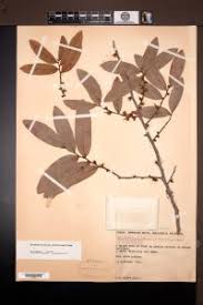 Image result for Hexalobus