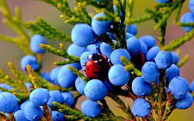 This free stock footage features blue juniper berries blowing in the breeze.you can see all of our free stock footage and motion backgrounds at. Juniper Berry 1080p 2k 4k 5k Hd Wallpapers Free Download Wallpaper Flare