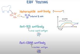 Image result for Monospot