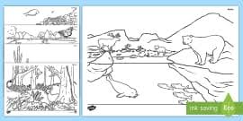 These alphabet coloring sheets will help little ones identify uppercase and lowercase versions of each letter. New Animals That Live In The Arctic Colouring Sheets Ks1