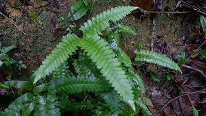 Image result for Lindsaea ensifolia