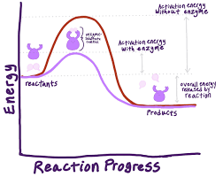 Rate of Reaction (Enzymes) — Role & Importance - Expii