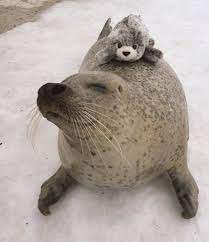 Pin On Cuteness