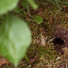 Er ist kein gartenschädling und steht sogar unter naturschutz. Wuhlmause Im Garten So Konnen Die Nager Bekampft Werden Verbraucher