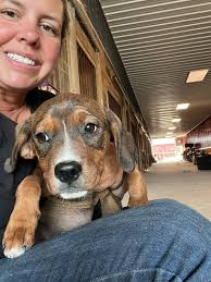 Anyone know anybody that has any beagle pups up for adoption