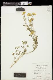 Image result for Lotus namulensis